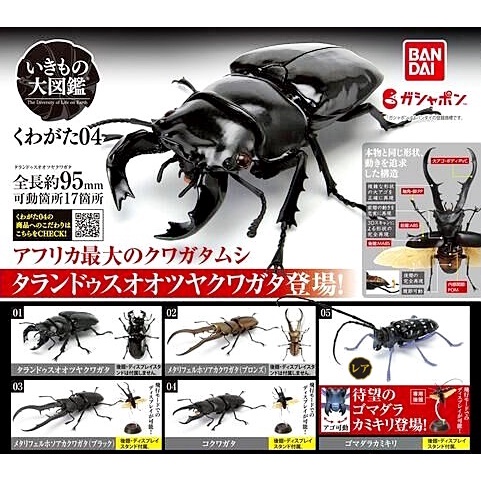 ครบชดพรอมสง กาชาปองดวง Gashapon Bandai Kuwagata Stag Beetle