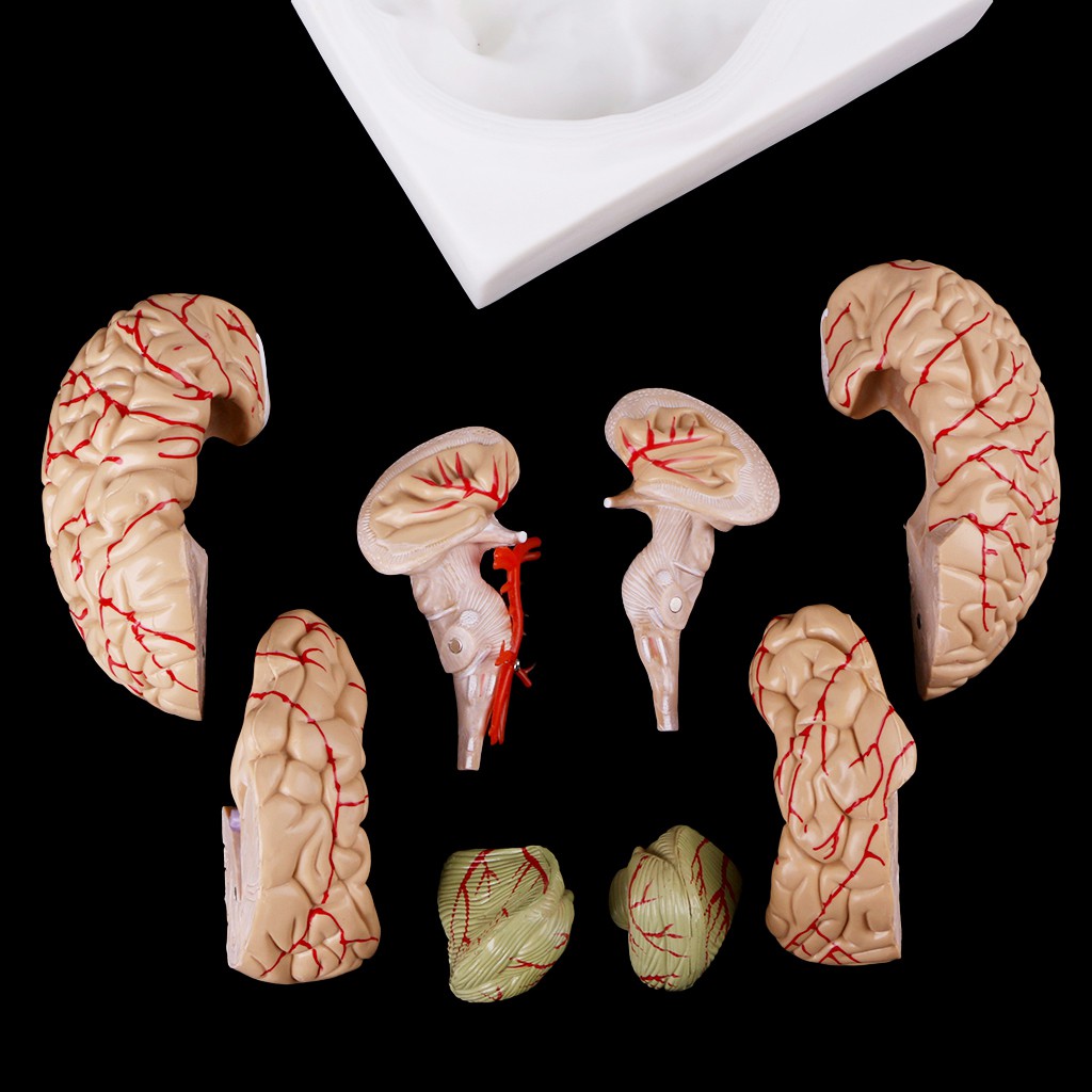 Anatomical Human Brain Model Anatomy Medical Teaching Tool Utxb