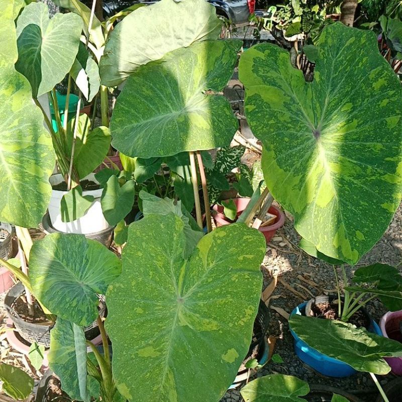 Colocasia Midori Sour Shopee Thailand