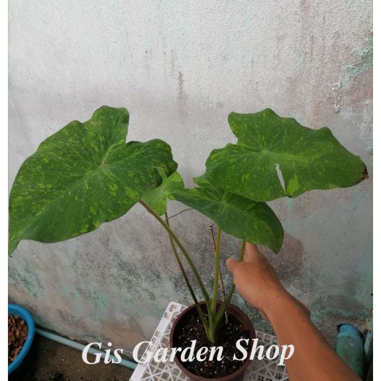 Colocasia Midori Sour Shopee Thailand