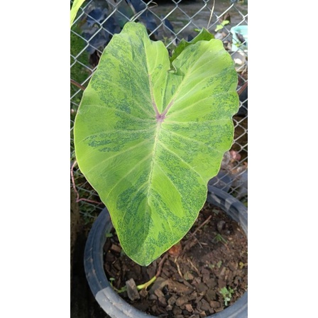 Colocasia midori sour l โคโลคาเซย มโดร Shopee Thailand