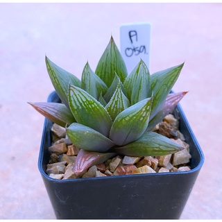 H.Cymbiformis ‘Navari’ นาวาริ A059