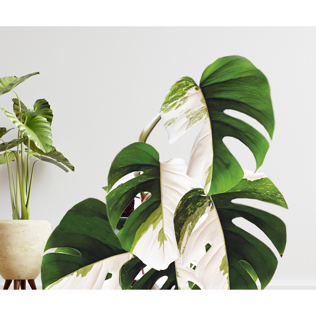 หลอดไฟปลูกต้นไม้ หลอดไฟเลี้ยงต้นไม้ BR30 Grow Light LED 20W ยี่ห้อ Bioenergys / Biobulb - รูปที่ 4