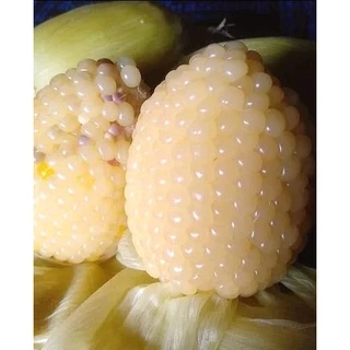 💥พร้อมส่ง💥 เมล็ดข้าวโพดแคระ เมล็ดพันธุ์ข้าวโพดข้าวเหนียวแคระ
