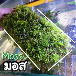 Moss มอสพรรณไม้น้ำ แผ่นแน่นๆ💢 พันตะแกรง ถูกที่สุดด‼️[พร้อมส่ง✨]