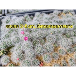 แมมขนแมว 2-3 cm.ไม้เมล็ด ส่งแบบถอดกระถาง (10 ต้น/ชุด)