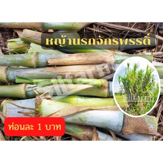 (10ท่อน) ชุดทดลองปลูก ต้นหญ้านรกจักรพรรดิ์ พันธุ์หญ้านรกจักรพรรดิ์  ตัดสดตามออเดอร์