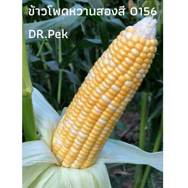 [100 เมล็ด] 10 แถม 1 เมล็ดพันธุ์ข้าวโพดหวานสองสี ST0156 แบรนด์ ดร.เป๊ก
