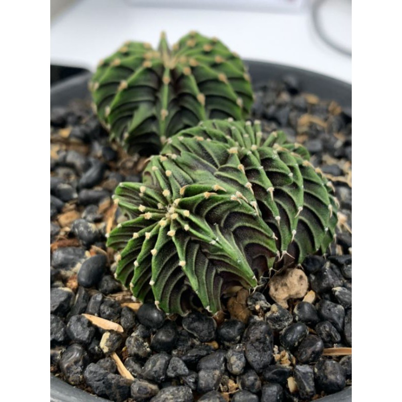 LB2178​ ไม้เมล็ด​ คริส​