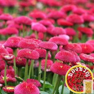 เมล็ดอวบอ้วน100%เมล็ดพันธุ์ ดอกเบญจมาศ บอนสี Aster Chrysanthemum Seeds flower seeds บรรจุ 200 เมล็ด เมล็ดพันธุ์แท้ ต้นไม