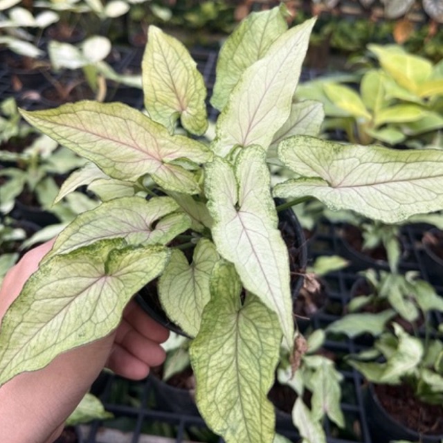 เงินไหลมา กระถาง 4 นิ้ว