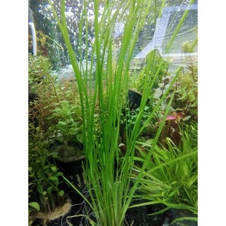 เทปใบแคบ – Vallisneria narrow leaf พร้อมปลูก ต้นไม้น้ำ ต้นไม้น้ำพร้อมปลูก ***กรุณาอ่านรายละเอียดก่อนสั่งซื้อ***