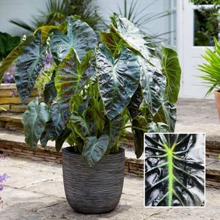 บอนอโลฮ่า colocasia aloha