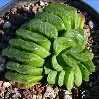 (yushan)Haworthia truncata cv. Lime Green 6-7cm / ฮาเวิอร์เทีย ทรังกาต้า กุหลาบหินนำเข้าไม้อวบน้ำSucculents ไลทอป