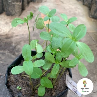 เมล็ดพันธุ์ บานชื่นดอกซ้อนคละสี จำนวน 300 เมล็ด เมล็ดพันธุ์OPแท้ อัตราการงอกสูง