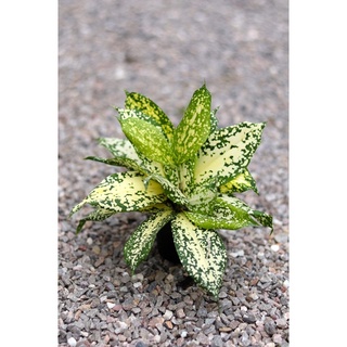 ไผ่ฟิลิปปินส์ด่าง ไผ่ฟิลิปปินส์/Gold-dust Dracaena/Florida Beauty  กระถาง2.5 นิ้ว รับเยอะมีราคาส่ง