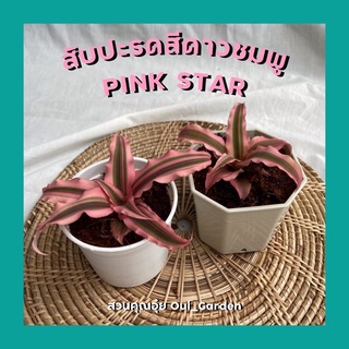 ต้นสับปะรดสีดาวชมพู พิ้งค์สตาร์ Pink Star Neoregelia Hybrid ใบเป็นแฉกสีชมพู พร้อมกระถาง3นิ้ว