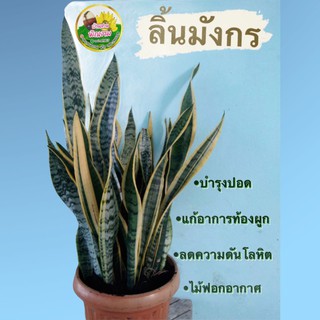 ต้นลิ้นมังกรด่างขอบเหลืองทอง(แบบเหง้าได้ 2 ต้น) ลิ้นมังกรเขียว ต้นไม้ฟอกอากาศดูดสารพิษ ดูดซับคาร์บอนไดออกไซค์และปล่อยออก