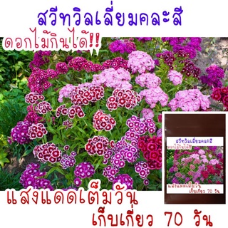 30 เมล็ด (ดอกไม้กินได้) สวีทวิลเลี่ยมคละสี - Mixed Sweet William (Dianthus barbatus