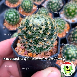 แมมขนนกเหลือง [กระถาง 2นิ้ว] (Mammillaria schiedeana) /// แคคตัส กระบองเพชร