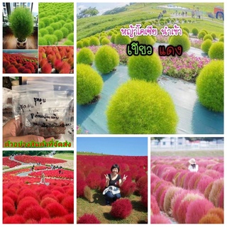 (หากสั่ง4ซองแถม1ซอง) (ขาย เมล็ด) ดอก เมล็ด หญ้ากอเซีย สี เขียว แดง Kochia เมล็ดพันธุ์ดอกไม้สวยงาม