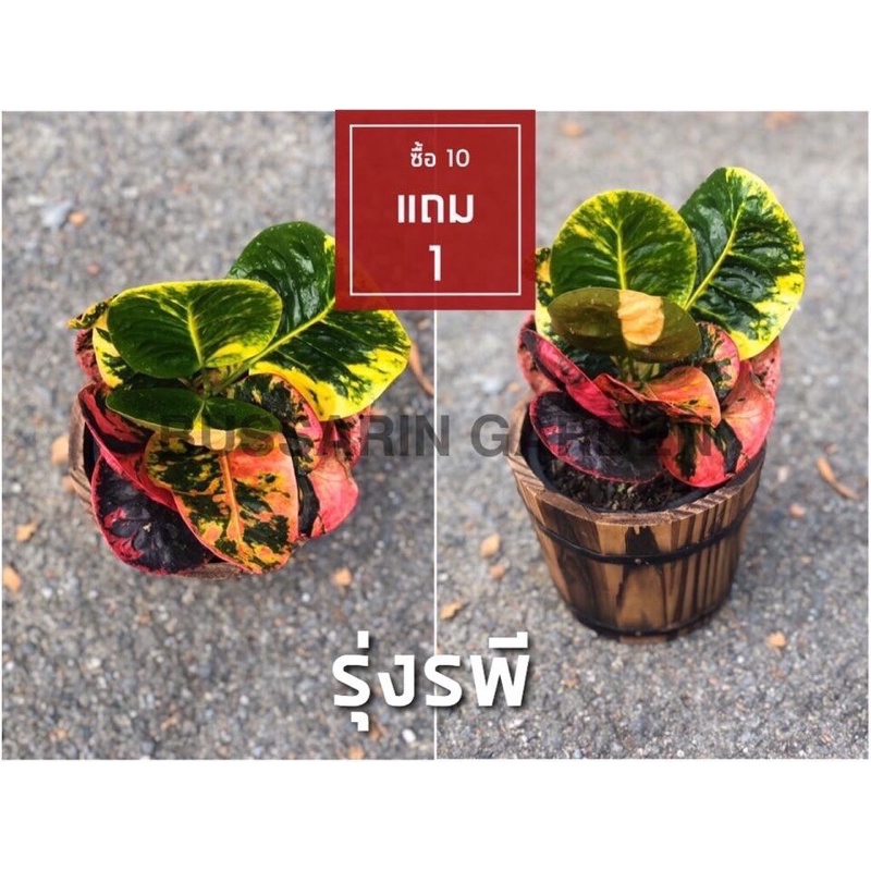 ต้นโกสนพันธุ์ รุ่งรพี ไซส์เล็ก กระถาง 5" สูง 15-20 เซนติเมตร ซื้อ 10 แถม 1 (จัดส่งแบบถอดกระถาง+รับประกันสินค้า)