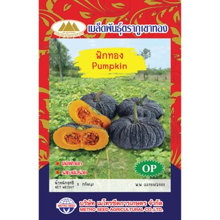 ฟักทอง pumpkin คางคก(op)