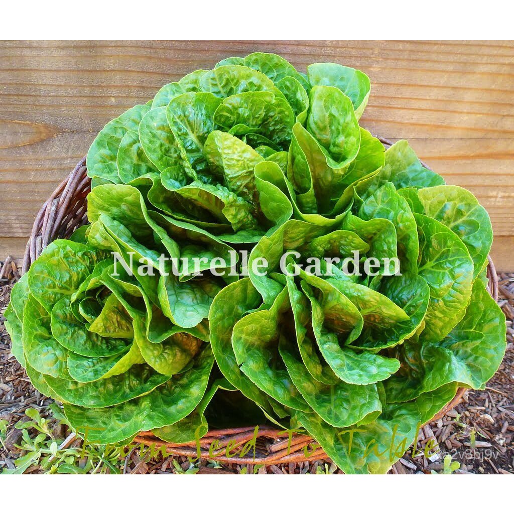 Biji Benih Baby Romaine Lettuce Romaine Lettuce Seeds (200 seeds per pack) ผู้ชาย/สวน/สร้อยข้อมือ/ดอ
