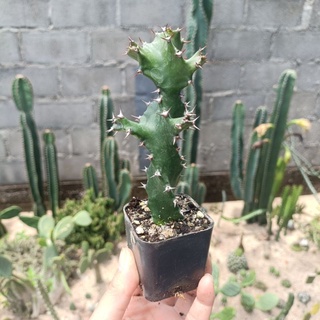 ยูโฟเบีย บิดเกลียว Euphorbia tortilis spiralis