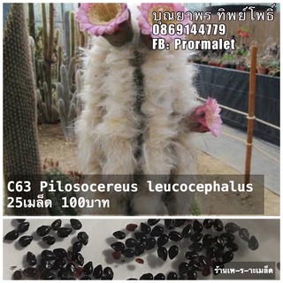 C63 Pilosocereus leucocephalus 25เมล็ด 100บาท