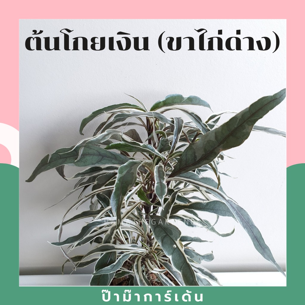 ต้นโกยเงิน หรือต้นขาไก่ด่าง พร้อมกระถาง5-6นิ้ว