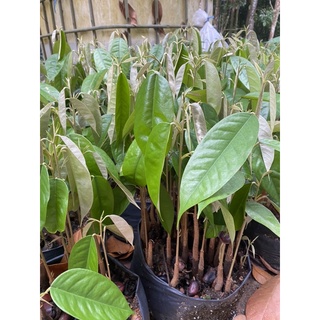 ทุเรียนบ้านสายพันธุ์ภาคใต้แท้เพาะเมล็ดเมืองลุง 🌲