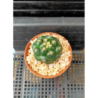 ช้างหนามสั้น ตันชิ (Coryphantha Elephantidens Tanshi) แคคตัส กระบองเพชรน่ารักๆ