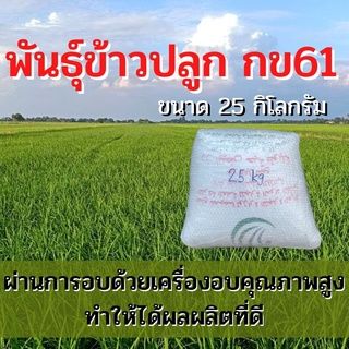 พันธุ์ข้าวปลูก กข61 เมล็ดพันธุ์ ข้าวปลูก กข61 เมล็ดพันธุ์ข้าว พันธุ์ข้าว กข.61 ให้ผลผลิตดี (25 กิโล)