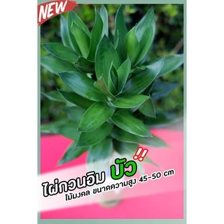 ไผ่กวนอิมบัว 3,5,10 ต้น สูง40-50-60-70cm ไม้มงคล ตัดสด ไม่มีราก