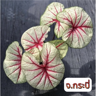 บอนสี ตับ จังหวัดกระบี่ จัดส่งทั้งกระถาง☘️🚚