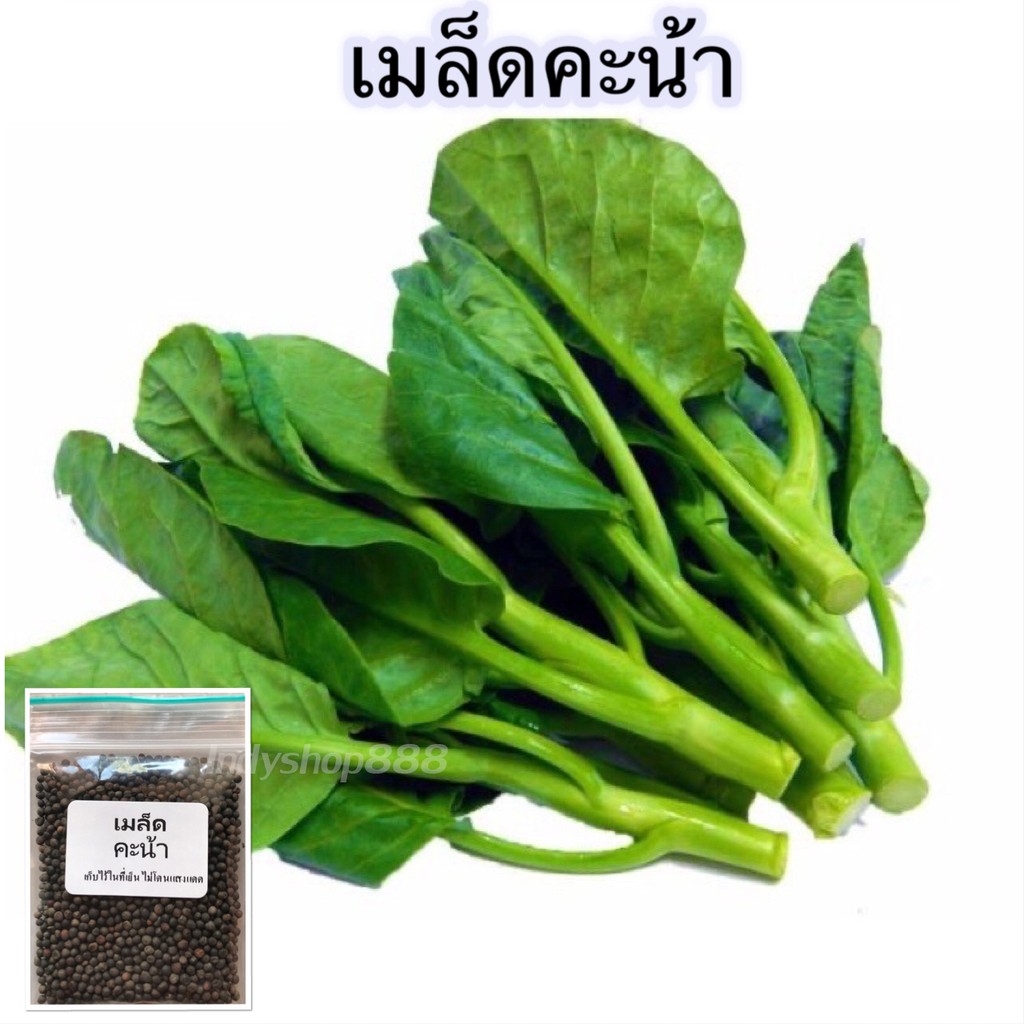 เมล็ดพันธุ์คะน้ายอด 300-500 เมล็ด คักพิเศษ [ซื้อ 10 แถม 1]
