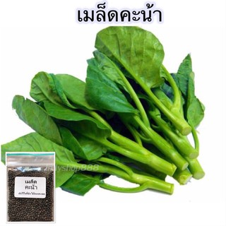 เมล็ดพันธุ์คะน้ายอด 300-500 เมล็ด คักพิเศษ [ซื้อ 10 แถม 1]