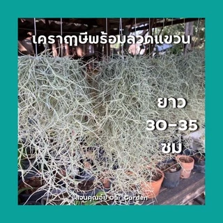ต้นเคราฤาษี/มอสสเปน ทิลแลนเซีย สัปปะรดอากาศ เคราฤๅษีหางกระรอก ช่วยดักจับฝุ่นpm2.5 ฟอกอากาศในบ้าน คัดดำออกแล้ว มีราคาส่ง