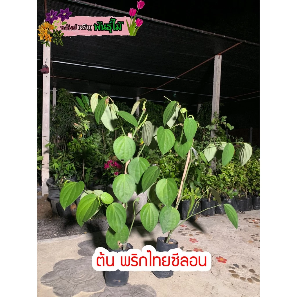 ต้นพริกไทยซีลอน สูง70-80cm. มีเม็ดแล้ว หรือพริกไทยดำ พร้อมส่ง สำคัญกรุณาสั่งซื้อในเวลา12:00น.-00:00น.