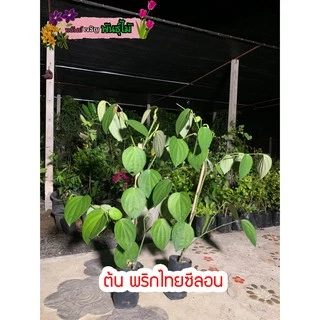 ต้นพริกไทยซีลอน สูง70-80cm. มีเม็ดแล้ว หรือพริกไทยดำ พร้อมส่ง สำคัญกรุณาสั่งซื้อในเวลา12:00น.-00:00น.