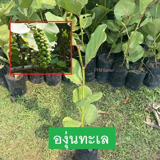 ต้นองุ่นทะเล ครุฑทะเล Sea Grape กิ่งตอน สูง70-80เซนติเมตร ไม้ยืนต้นขนาดกลาง ผลกินได้ รสหวาน(ส่งใหม่ฟรี หากสินค้าเสียหาย)