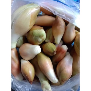 ต้นพันธุ์จี๋กุ๊ก พืชในวงค์ ขิง ข่า ขมิ้น(เริ่มออกแล้วคะ)