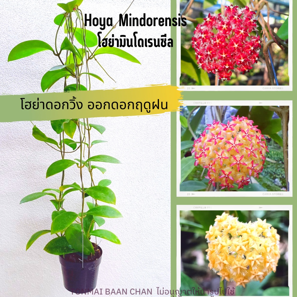 Hoya mindorensis โฮย่ามินโดเรนซีท ไม้ดอกแขวนประดับ