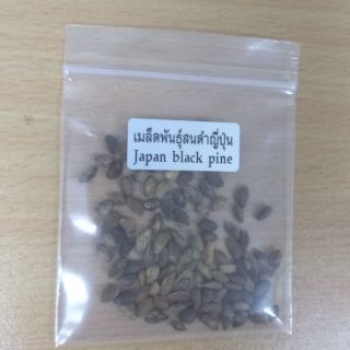 เมล็ดสนดำญี่ปุ่น  บอนไซ Japan black pine