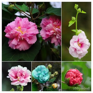 ถูก ใหม่ สายพันธุ์พร้อมส่ง 100 เมล็ด Hibiscus Flower Seeds บอนสี เมล็ดพันธุ์ดอกไม้ เมล็ดพันธุ์พืช พันธุ์ดอกไม้ เมล็ดผ 6U