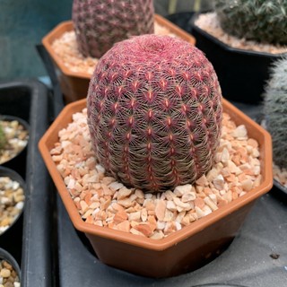 [ถูกสุด] Cactus เรนโบว์ไม้เมล็ด  เรนโบว์ไม้กราฟ เรนโบว์คริสตาต้า กระบองเพชร แคคตัส