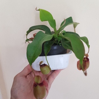 หม้อข้าวหม้อแกงลิง พันธุ์ผสม ลูกสีแดง ลูกสีดำ Nepenthes viking × ampullaria red