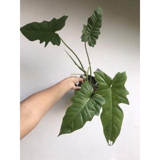 ✅มีของแถมทุกออเดอร์ - Philodendron golden dragon -