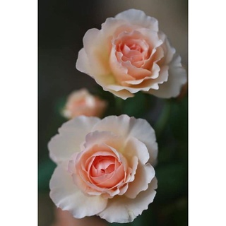 กุหลาบ ดัฟจูเวล (Duft Juwel Rose)